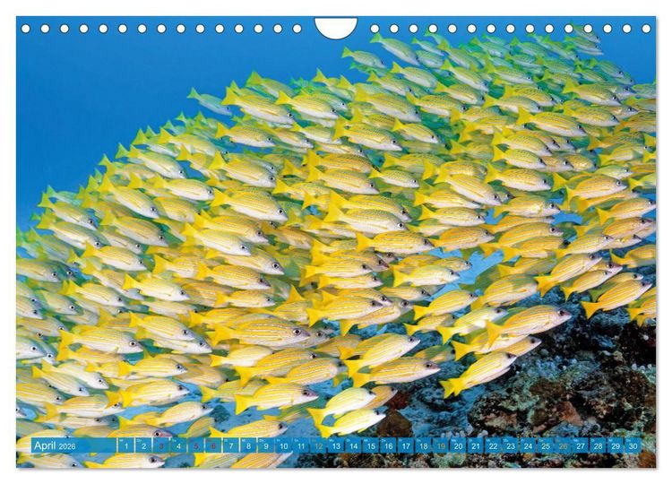 Produktbild: Planet Wasser: Von wegen Planet Erde (Wandkalender 2026 DIN A4 quer), CALVENDO Monatskalender