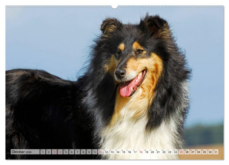 Produktbild: Collie - Das Gl&uuml;ck hat 4 Pfoten (Wandkalender 2026 DIN A2 quer), CALVENDO Monatskalender