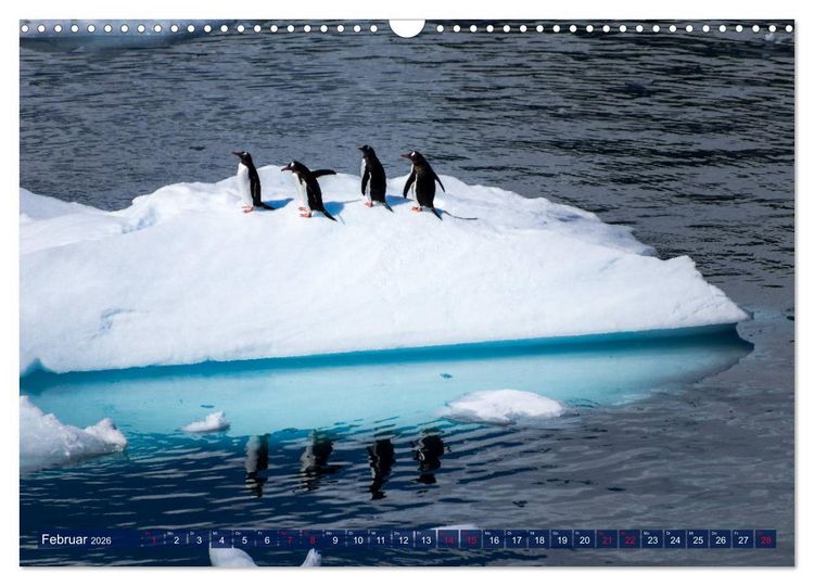 Produktbild: Antarktis Gletscher, Robben, Pinguine (Wandkalender 2026 DIN A3 quer), CALVENDO Monatskalender