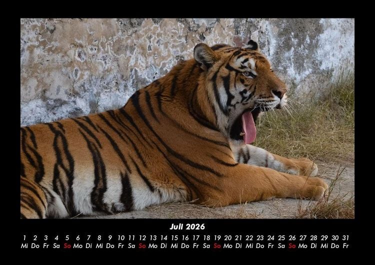 Produktbild: Tiger 2026 Fotokalender DIN A3