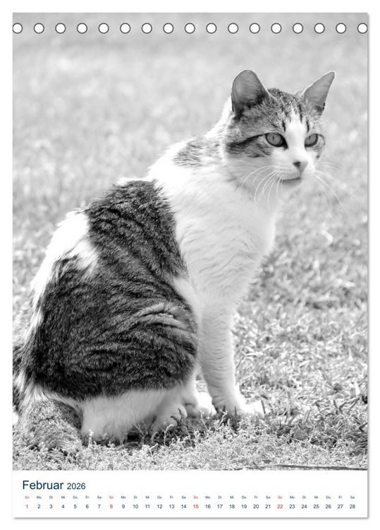 Produktbild: Wilde Katzen - Korsikas Samtpfoten (Tischkalender 2026 DIN A5 hoch), CALVENDO Monatskalender