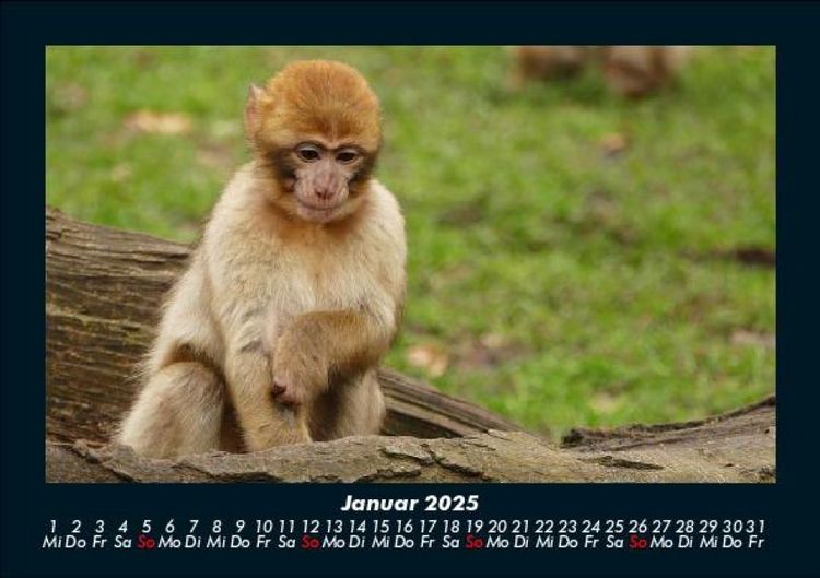 Produktbild: Welt der Affen 2025 Fotokalender DIN A5