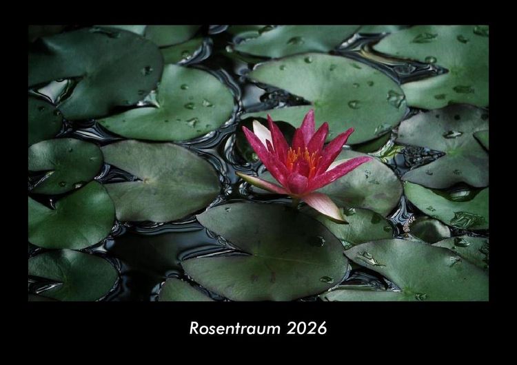 Produktbild: Rosentraum 2026 Fotokalender DIN A3