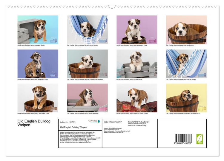 Produktbild: Old English Bulldog Welpen (hochwertiger Premium Wandkalender 2026 DIN A2 quer), Kunstdruck in Hochglanz