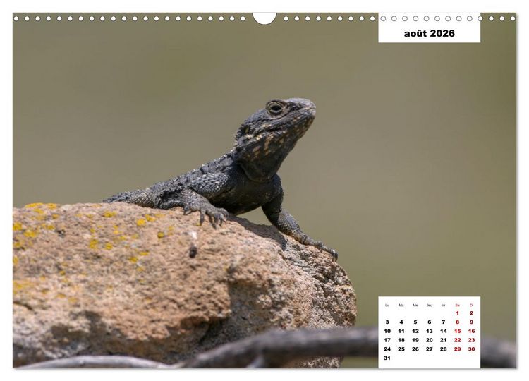 Produktbild: Les habitants de Lesbos Ile des cyclades (Calendrier mural 2026 DIN A3 vertical), CALVENDO calendrier mensuel