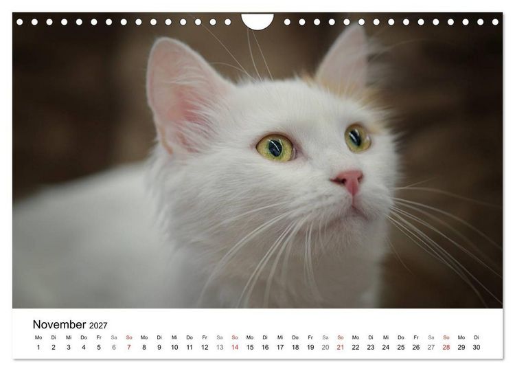 Produktbild: Rassekatzen 2027 (Wandkalender 2027 DIN A4 quer), CALVENDO Monatskalender