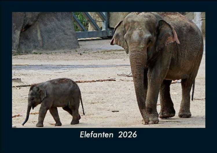 Produktbild: Elefanten 2026 Fotokalender DIN A5