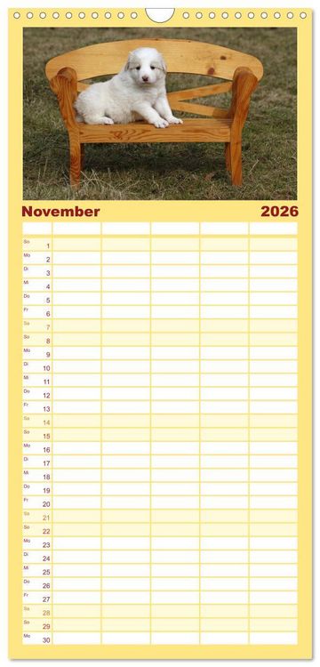 Produktbild: Familienplaner 2026 - Border Collie Welpen mit 5 Spalten (Wandkalender, 21 x 45 cm) CALVENDO