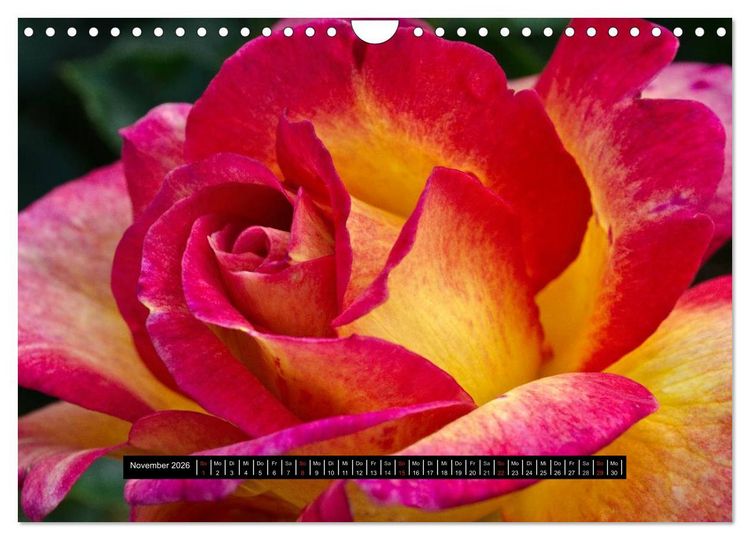 Produktbild: Rosen - Parade (Wandkalender 2026 DIN A4 quer), CALVENDO Monatskalender