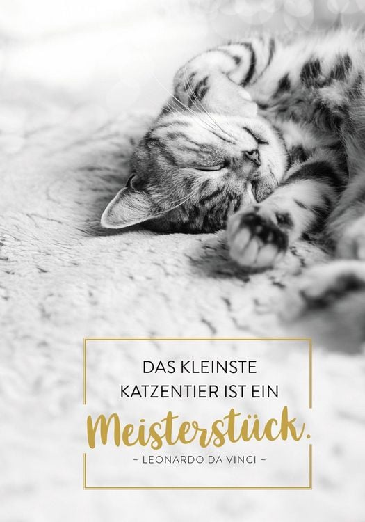 Produktbild: Buchkalender 2027: F&uuml;r Katzenfreunde