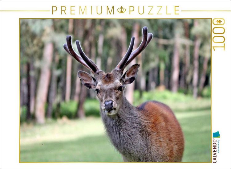 Produktbild: CALVENDO Puzzle Der Sikahirsch - Der kleine Asiat in unseren W&auml;ldern | 1000 Teile Lege-Gr&ouml;&szlig;e 64x48cm Foto-Puzzle f&uuml;r gl&uuml;ckliche Stunden