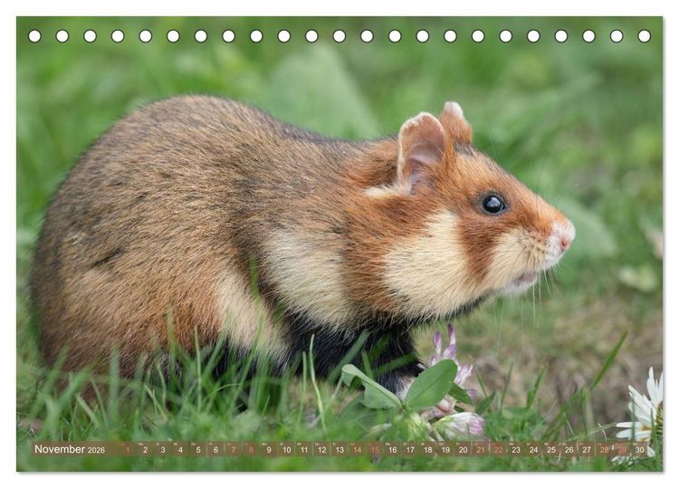 Produktbild: Feldhamster Herbert Kleine Pfoten, gro&szlig;e Pers&ouml;nlichkeit (Tischkalender 2026 DIN A5 quer), CALVENDO Monatskalender
