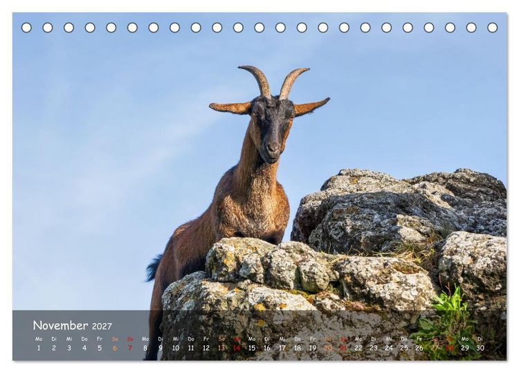 Produktbild: Albziegen (Tischkalender 2027 DIN A5 quer), CALVENDO Monatskalender