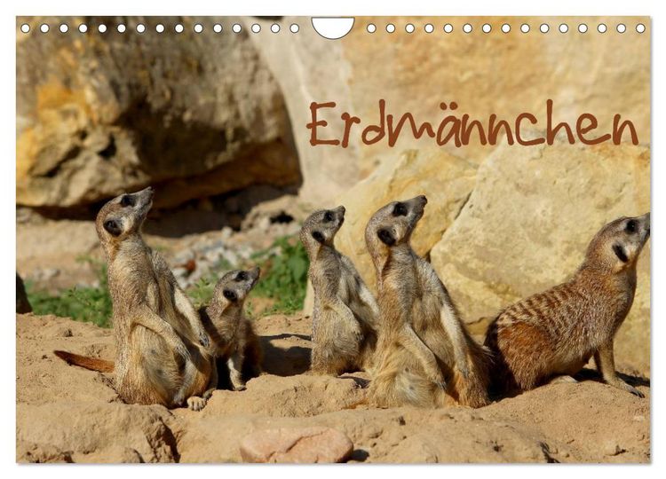 Produktbild: Erdm&auml;nnchen (Wandkalender 2026 DIN A4 quer), CALVENDO Monatskalender