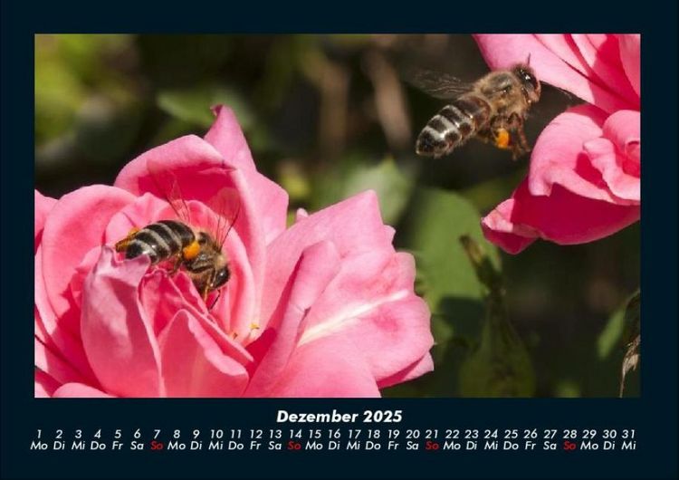 Produktbild: Rosen-Kalender 2025 Fotokalender DIN A4