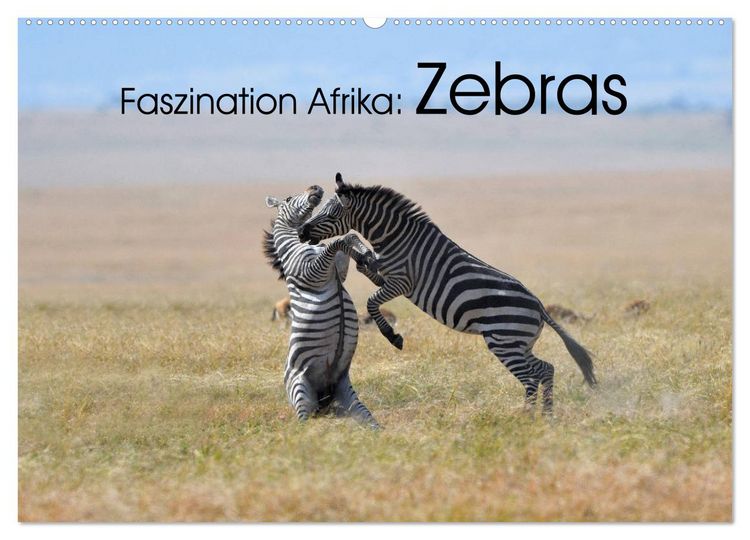 Produktbild: Faszination Afrika: Zebras (Wandkalender 2026 DIN A2 quer), CALVENDO Monatskalender