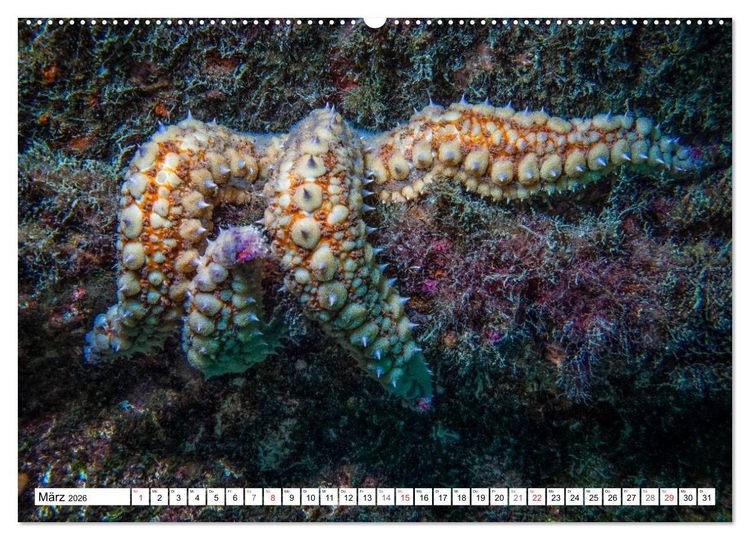 Produktbild: Tauchen im Mittelmeer (hochwertiger Premium Wandkalender 2026 DIN A2 quer), Kunstdruck in Hochglanz
