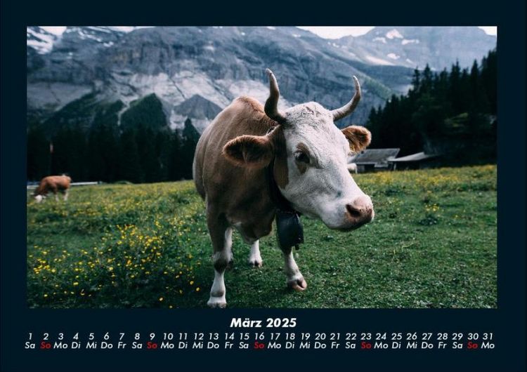 Produktbild: Kuhkalender 2025 Fotokalender DIN A4