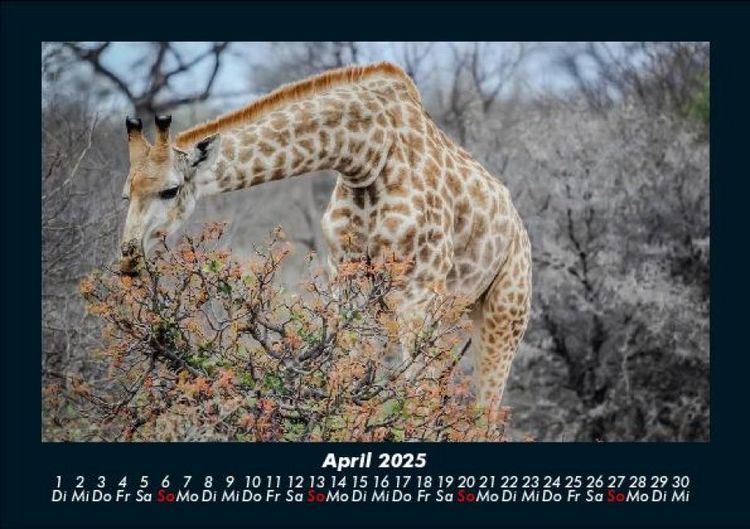 Produktbild: Tiere in der Wildnis 2025 Fotokalender DIN A5
