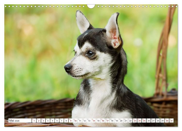 Produktbild: Enegieb&uuml;ndel Chihuahua - Temperament auf vier Pfoten (Wandkalender 2026 DIN A3 quer), CALVENDO Monatskalender