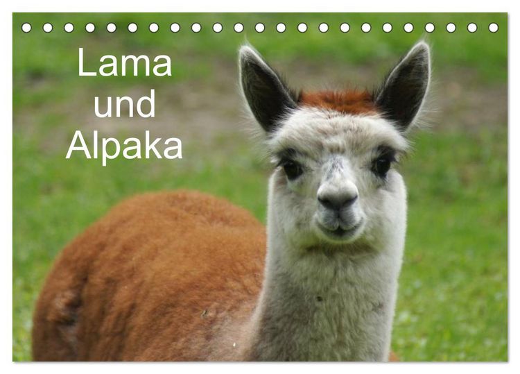 Produktbild: Lama und Alpaka (Tischkalender 2026 DIN A5 quer), CALVENDO Monatskalender