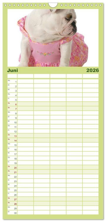Produktbild: Familienplaner 2026 - English Bulldog XXL Models mit 5 Spalten (Wandkalender, 21 x 45 cm) CALVENDO
