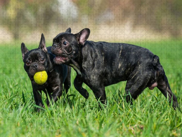 Produktbild: CALVENDO Puzzle Franz&ouml;sische Bulldogge - Welpen beim Spiel | 1000 Teile Lege-Gr&ouml;&szlig;e 64x48cm Foto-Puzzle f&uuml;r gl&uuml;ckliche Stunden