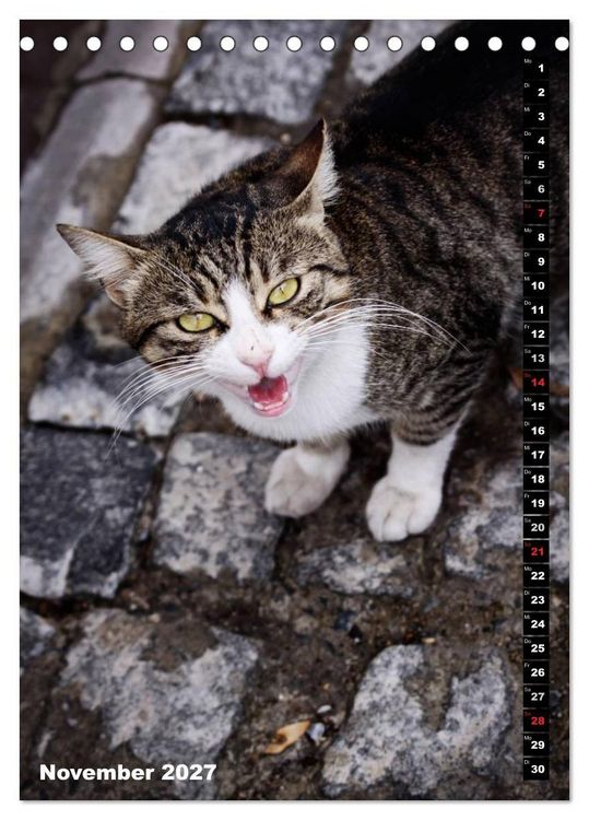 Produktbild: Istanbuls Katzen (Tischkalender 2027 DIN A5 hoch), CALVENDO Monatskalender