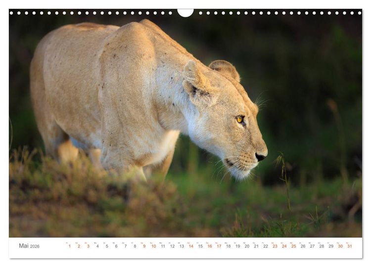 Produktbild: Safari Kenia (Wandkalender 2026 DIN A3 quer), CALVENDO Monatskalender