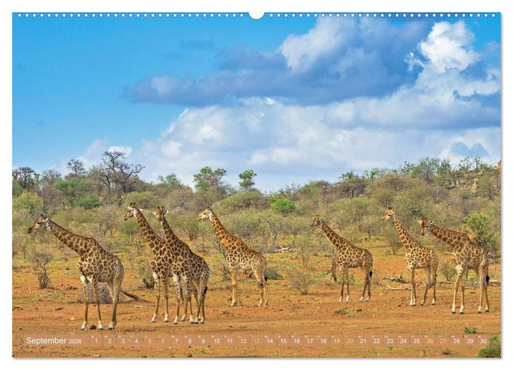 Produktbild: Giraffen: Die afrikanischen Riesen mit Weitblick (hochwertiger Premium Wandkalender 2026 DIN A2 quer), Kunstdruck in Hochglanz
