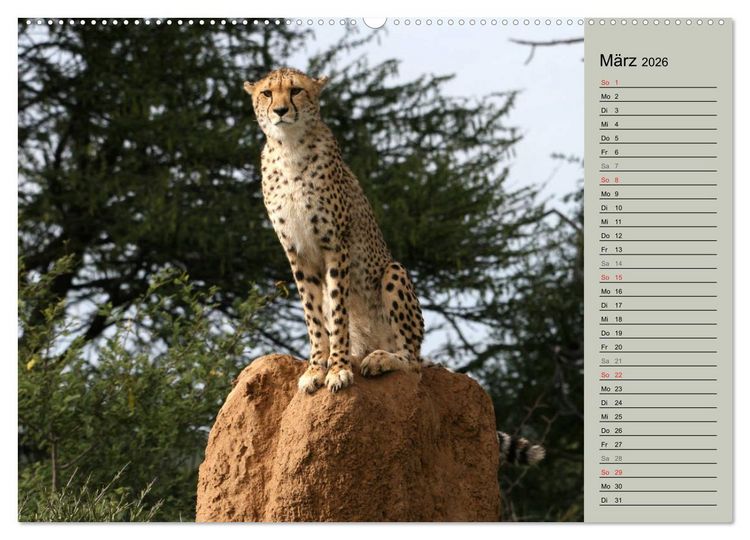 Produktbild: Geparden - Ein Leben in Afrika (hochwertiger Premium Wandkalender 2026 DIN A2 quer), Kunstdruck in Hochglanz