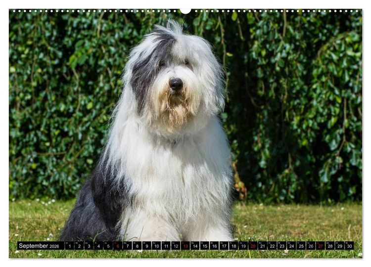 Produktbild: Traumhund Bobtail (Wandkalender 2026 DIN A2 quer), CALVENDO Monatskalender
