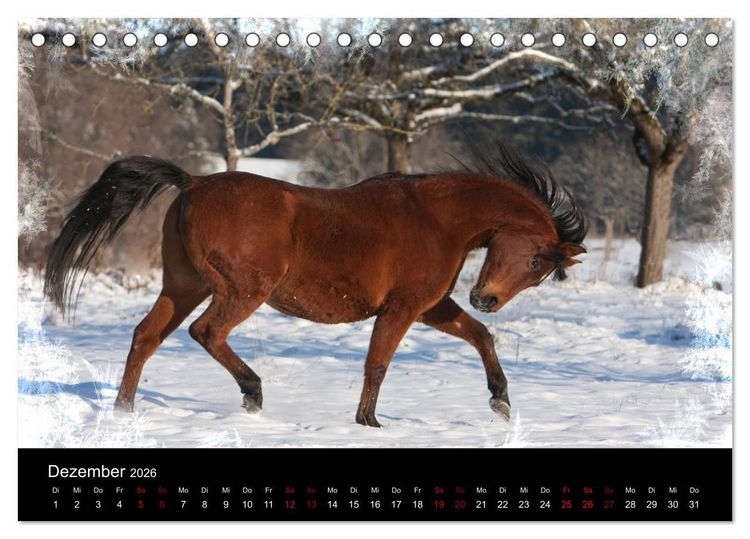 Produktbild: Vollblutaraber - Sch&ouml;nheit und Adel (Tischkalender 2026 DIN A5 quer), CALVENDO Monatskalender