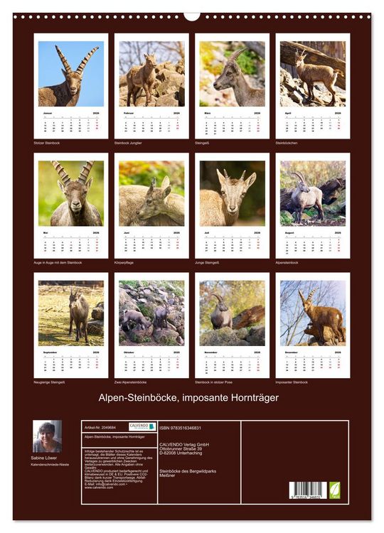 Produktbild: Alpen-Steinb&ouml;cke, imposante Horntr&auml;ger (Wandkalender 2026 DIN A2 hoch), CALVENDO Monatskalender