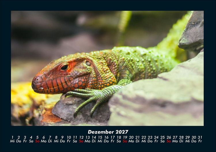 Produktbild: Tierkalender 2027 Fotokalender DIN A4