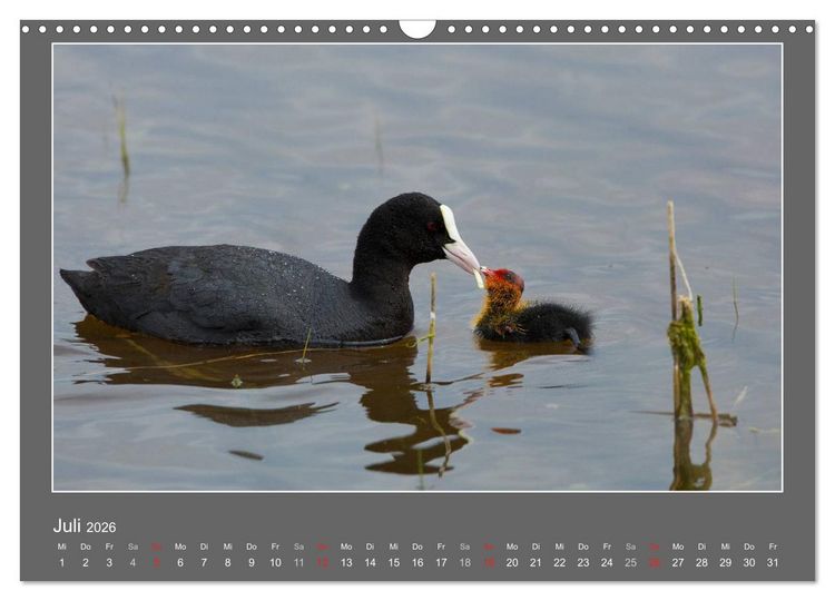 Produktbild: Tierbabys 2026 (Wandkalender 2026 DIN A3 quer), CALVENDO Monatskalender