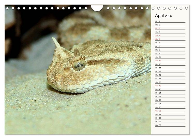 Produktbild: Gef&auml;hrliche Schlangen (Wandkalender 2026 DIN A4 quer), CALVENDO Monatskalender
