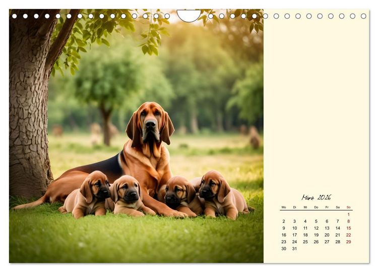 Produktbild: Bloodhound - M&auml;chtige Sp&uuml;rnase (Wandkalender 2026 DIN A4 quer), CALVENDO Monatskalender