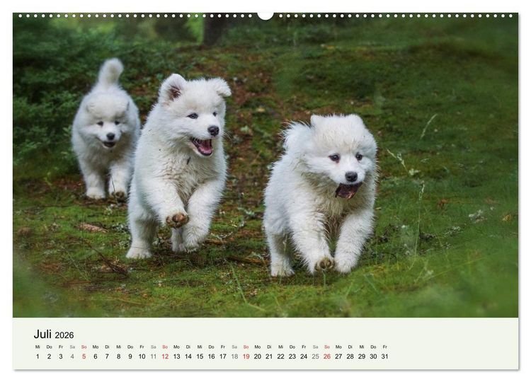Produktbild: Kleine Samojeden - Eisb&auml;rchen Abenteuer im M&auml;rchenwald (hochwertiger Premium Wandkalender 2026 DIN A2 quer), Kunstdruck in Hochglanz