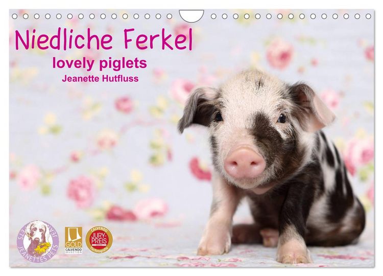 Produktbild: Niedliche Ferkel lovely piglets 2026 (Wandkalender 2026 DIN A4 quer), CALVENDO Monatskalender