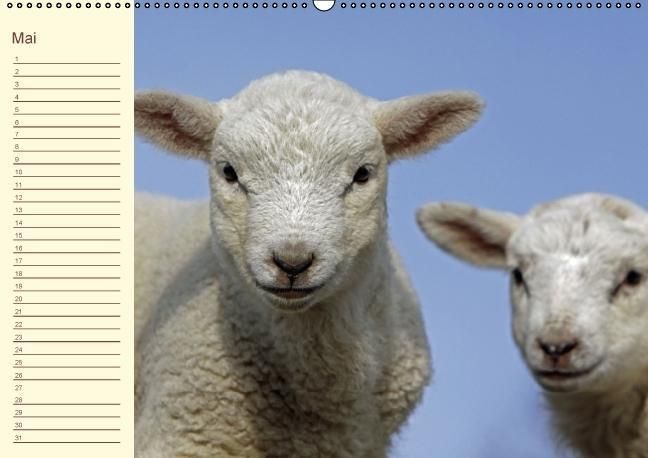 Produktbild: Der wollige Geburtstagskalender (Wandkalender immerw&auml;hrend DIN A2 quer)