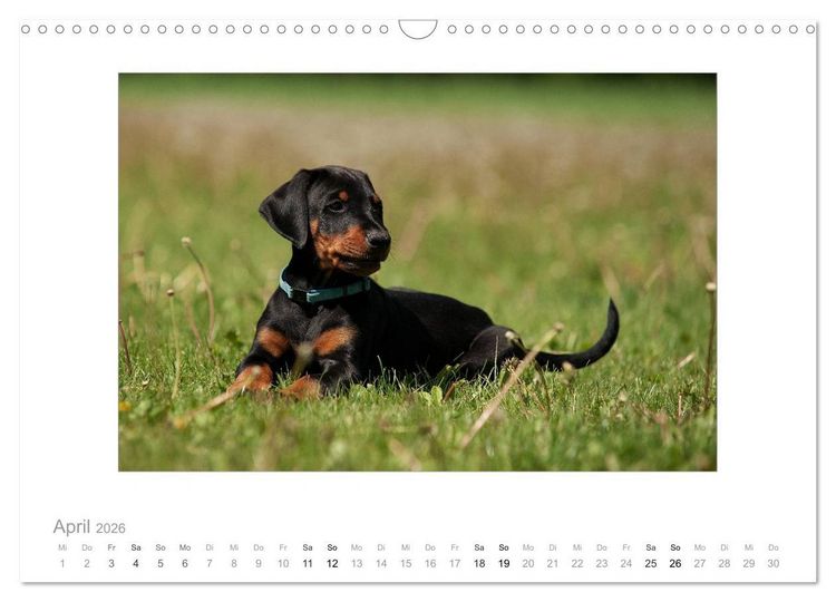Produktbild: Dobermann Welpen (Wandkalender 2026 DIN A3 quer), CALVENDO Monatskalender