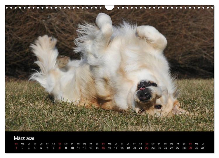 Produktbild: Golden Retriever - Ein Herz auf 4 Pfoten (Wandkalender 2026 DIN A3 quer), CALVENDO Monatskalender