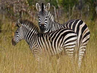 Produktbild: CALVENDO Puzzle Zebra-Kleinfamilie, Namibia | 1000 Teile Lege-Gr&ouml;&szlig;e 64x48cm Foto-Puzzle f&uuml;r gl&uuml;ckliche Stunden