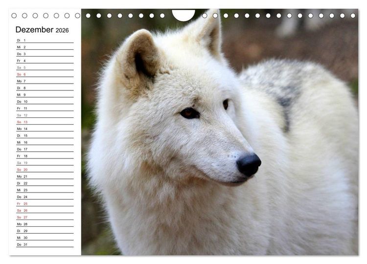 Produktbild: Im Rudel Zuhause - Der Wolf (Wandkalender 2026 DIN A4 quer), CALVENDO Monatskalender
