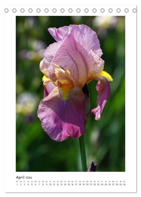 Produktbild: Traumhafte Iris (Tischkalender 2026 DIN A5 hoch), CALVENDO Monatskalender