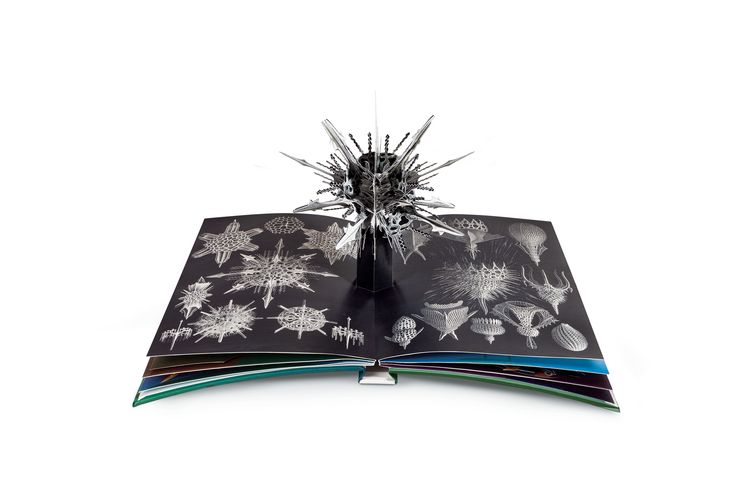 Wunderwesen aus der Tiefe. Ernst Haeckel