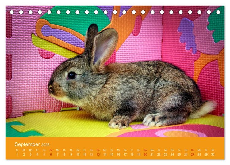 Produktbild: Lustige Kaninchen (Tischkalender 2026 DIN A5 quer), CALVENDO Monatskalender