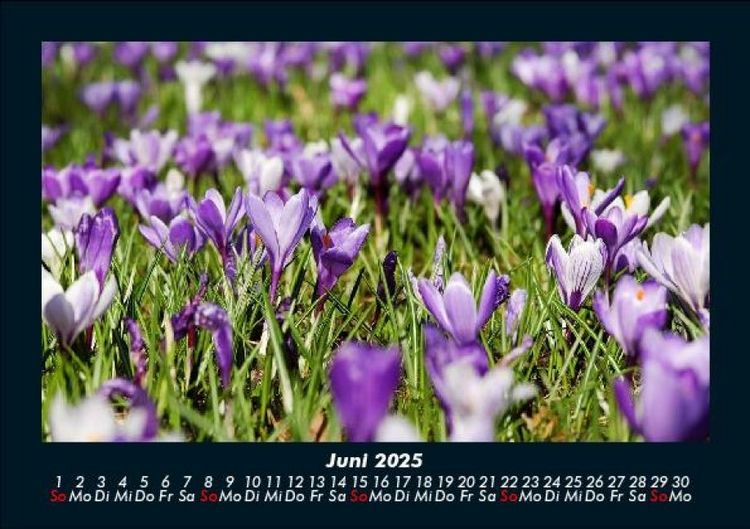 Produktbild: Blumenzauber 2025 Fotokalender DIN A5