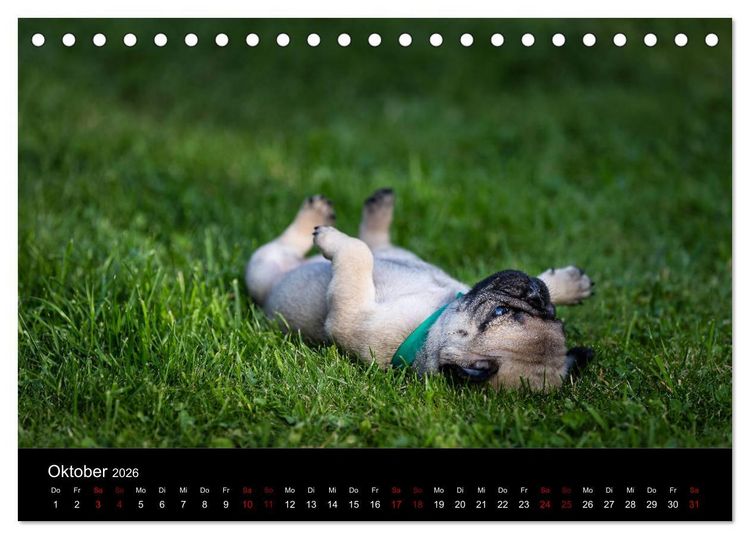 Produktbild: Mopswelpen (Tischkalender 2026 DIN A5 quer), CALVENDO Monatskalender
